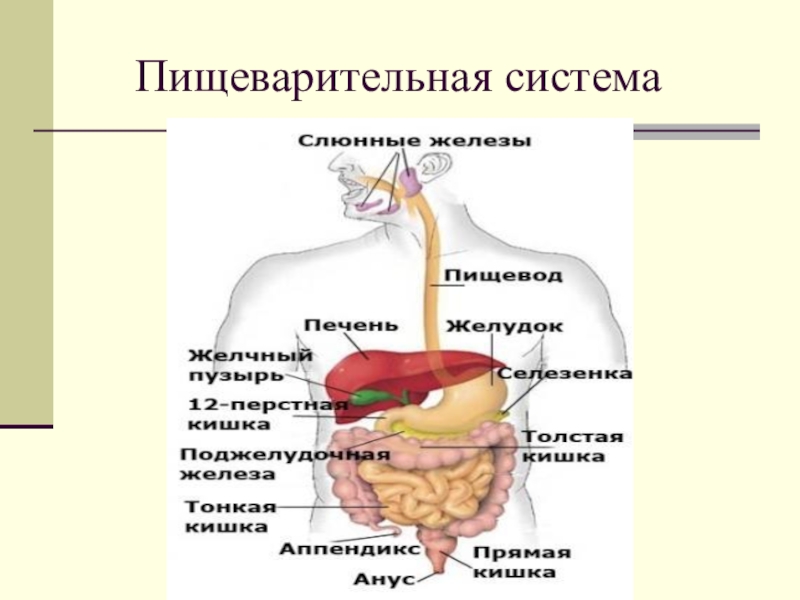 Наше питание пищеварительная система презентация 3 класс окружающий мир плешаков