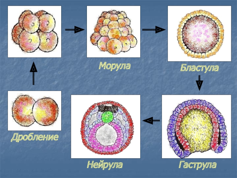 Онтогенез эмбриональное развитие презентация