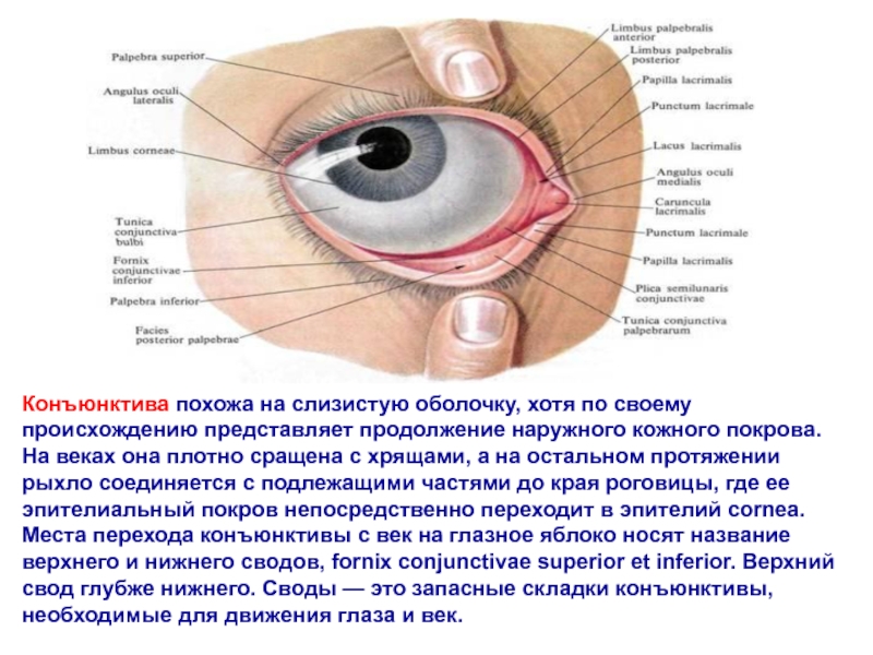 Конъюнктива глаза схема