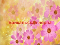 Байкальская нерпа