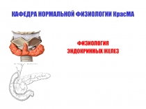 Эндокринные железы.ppt