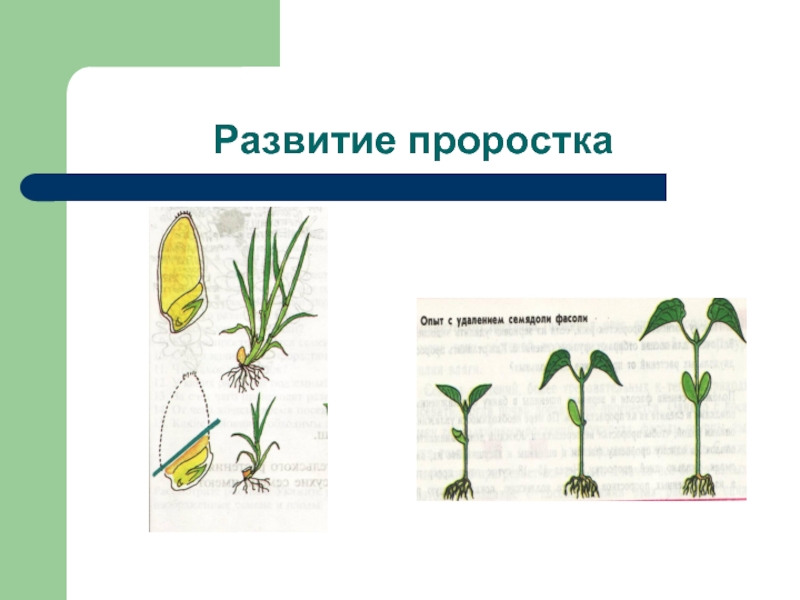 Определите последовательность развития растения. Развитие проростка. Последовательность развития органов проростка. Индивидуальное развитие растений. Опишите последовательность развития органов проростка.