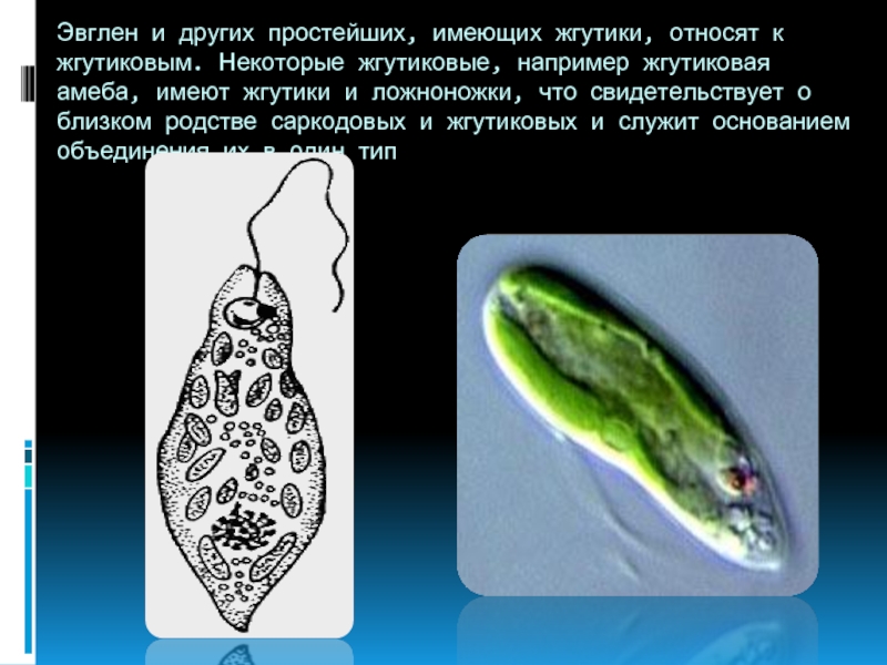 Опыты с эвгленой. Класс жгутиковые эвглена зеленая. Эвглена зелёная паразит. Эвглена зелёная 2 жгутика. Жгутиконосцы строение.