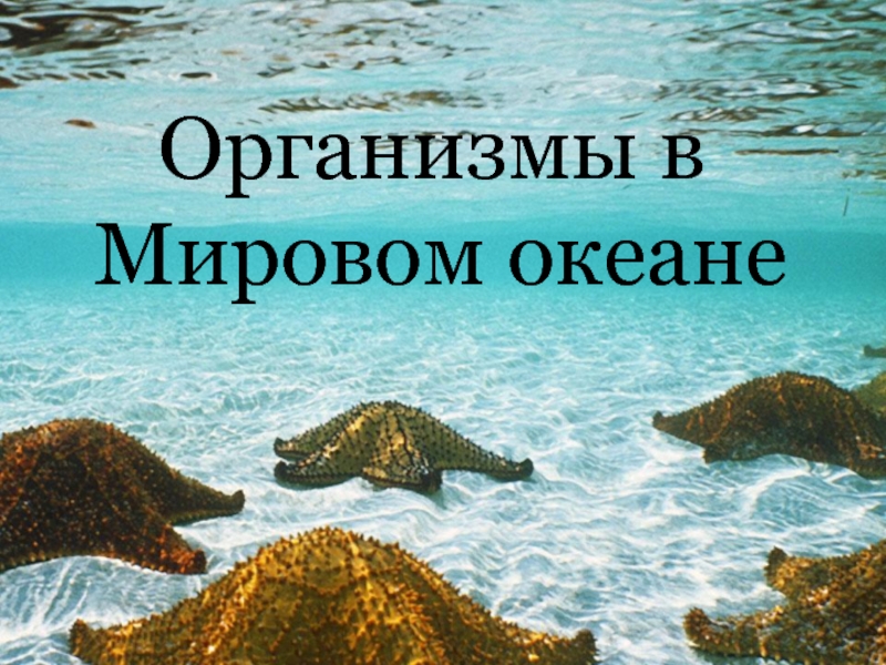 Организмы в Мировом океане