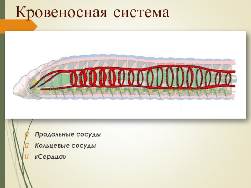 Кровеносная системаПродольные сосудыКольцевые сосуды«Сердца»