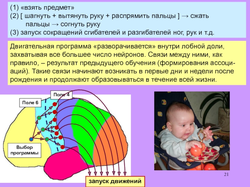 Центральная нервная система новорожденного. Сенсорные системы ребенка. Большие лобные доли у ребенка. Двигательные программы. Развитие сенсорных систем у детей.