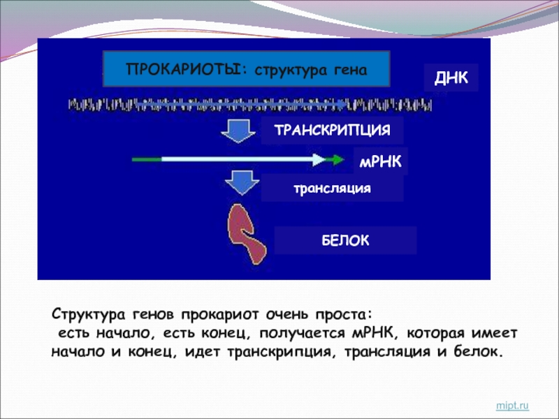 Презентация введение в медицинскую генетику