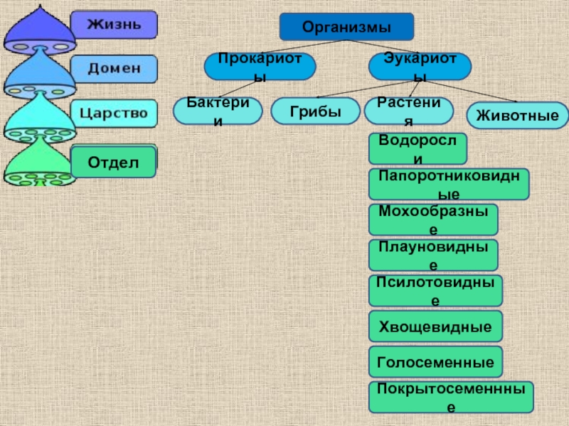 Проект классификация растений