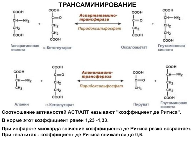 Асат это биохимия. Альфа кетоглутарат трансаминирование. Трансаминирование Альфа аланина. Схема трансаминирования аминокислот. Реакции трансаминирования Альфа-аланина.