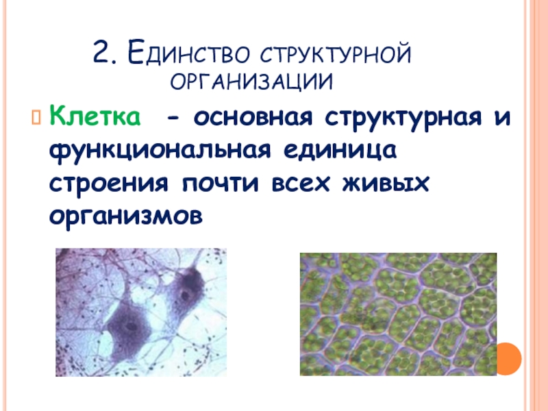 Основная структурная и функциональная единица жизни