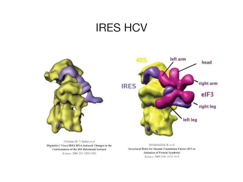Siridechadilok B. et alScience. 2005 310: 1513-1515Christian M. T. Spahn et alHepatitis C Virus IRES RNA-Induced Changes