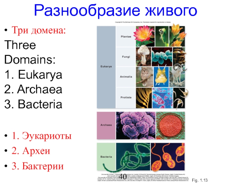 Тест многообразие живых. Разнообразие живого. Разнообразие Архей. Археи это в биологии. Bacteria, Archaea и Eukarya домены.