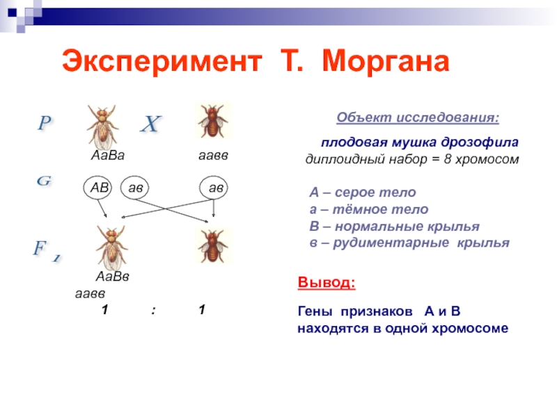 Схема скрещивания дрозофил