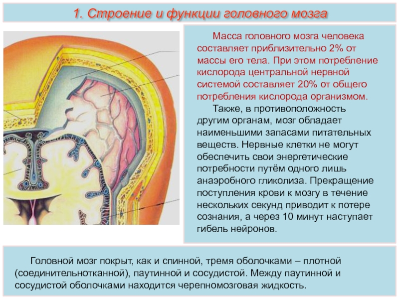 1 оболочки головного мозга. Функции оболочек головного мозга и спинного мозга. Оболочки мозга строение и функции. Мозговые оболочки анатомия. Строение мозговых оболочек.