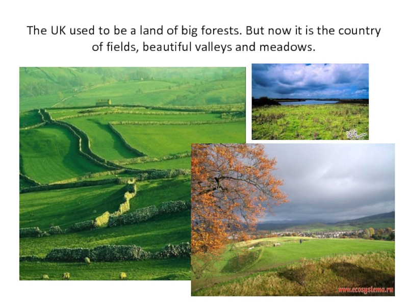 The UK used to be a land of big forests. But now it is the country of