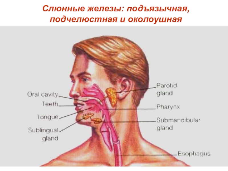 Слюнные железы где находятся у человека схема расположения женщин фото