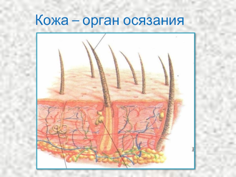 Кожа орган осязания 3 класс. Орган осязания. Органы чувств кожа. Кожа человека орган осязания.