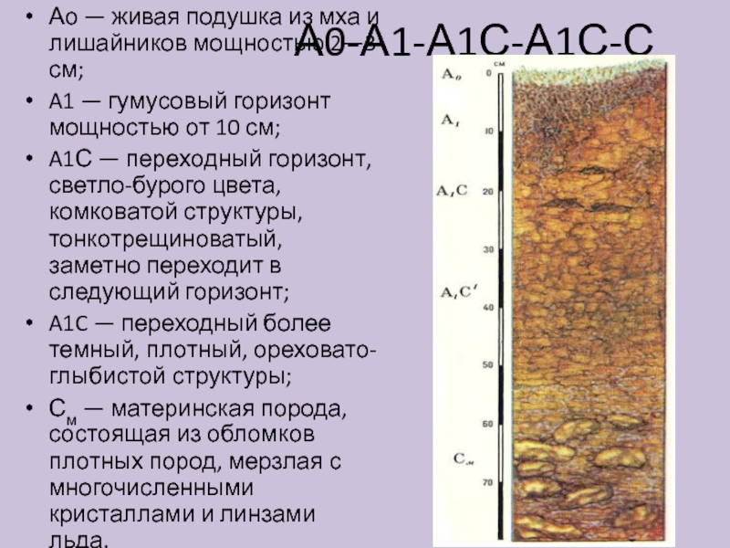 Какова общая схема описания почвенного профиля