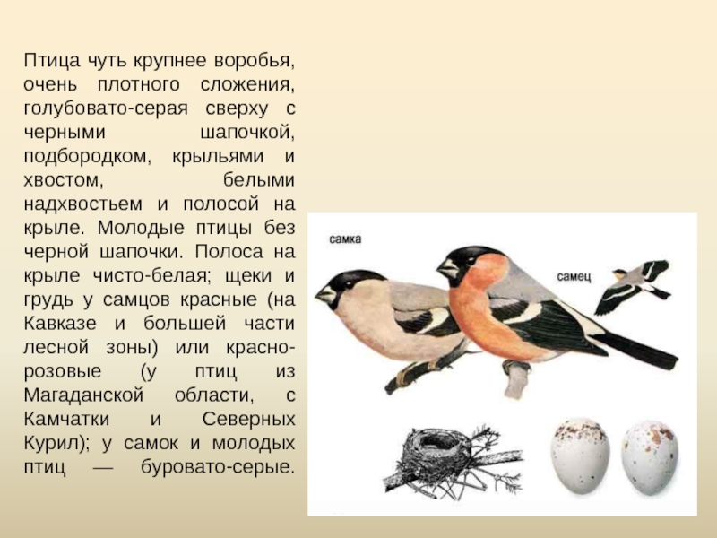 Птица чуть крупнее воробья, очень плотного сложения, голубовато-серая сверху с черными шапочкой, подбородком, крыльями и хвостом, белыми
