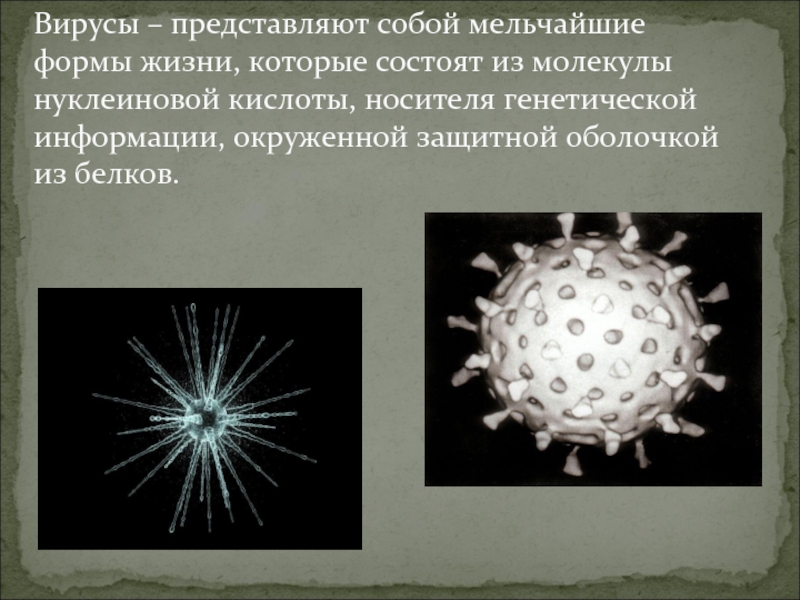 Вирусы – представляют собой мельчайшие формы жизни, которые состоят из молекулы нуклеиновой кислоты, носителя генетической информации, окруженной