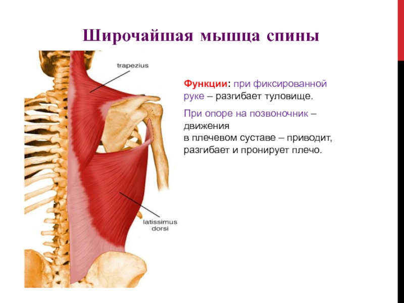 Приводит плечо к туловищу