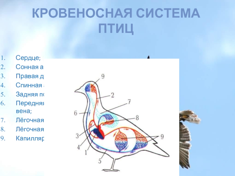 Внутреннее строение птицы биология 7 класс презентация