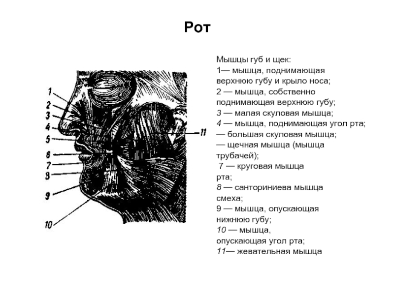 Мышцы губ. Мышца поднимающая верхнюю губу анатомия. Мышца поднимающая верхнюю губу и крыло носа анатомия. Мышца поднимающая угол рта и крыло носа.