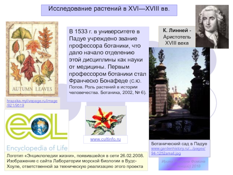 Исследование растений в XV I —XVIII вв.
hrapska.mylivepage.ru