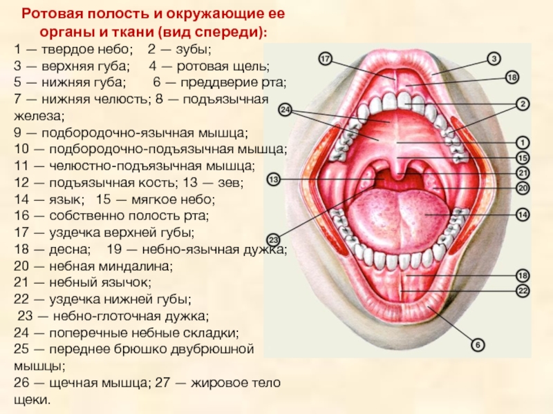 Границы полости рта. Ротовая полость и окружающие ее органы и ткани (вид спереди). Строение отдела ротовой полости. Строение преддверия рта. Строение ротовой полости вид сбоку.