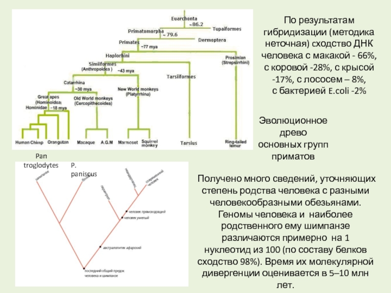 При расшифровке генома мартышки 40. Как определить степень родства. Степени родства таблица. Эволюционное Древо приматов и человека. Родство человека и обезьяны.