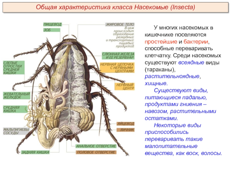 У многих насекомых в кишечнике поселяются простейшие и бактерии, способные переваривать клетчатку. Среди насекомых существуют всеядные виды