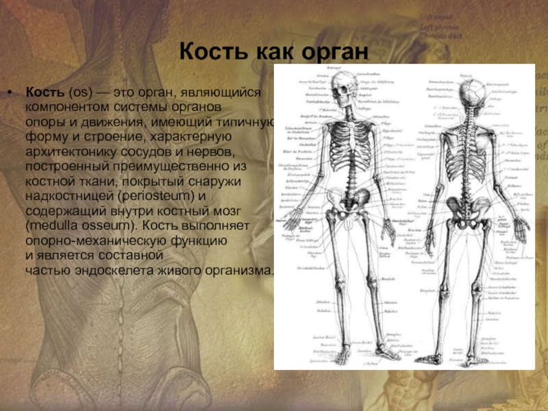 Является ли органом. Кость как орган. Кость это орган являющийся компонентом. Способы и механизмы образования костей. Способы образования костей.