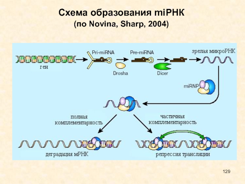 Интерференция рнк презентация