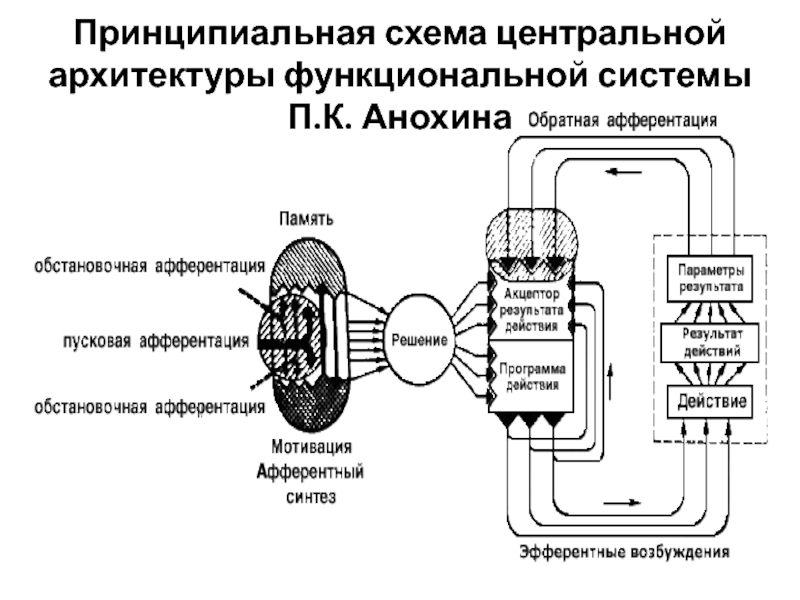 Схема функциональной системы по п к анохину