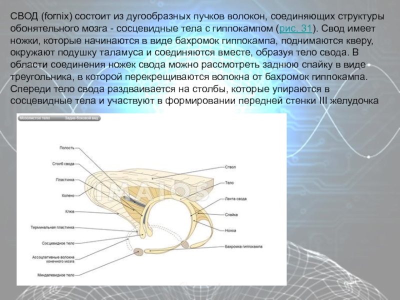 Обонятельный мозг структура