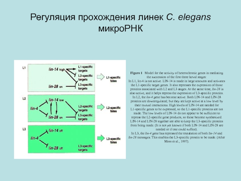 Хрипкова возрастная физиология