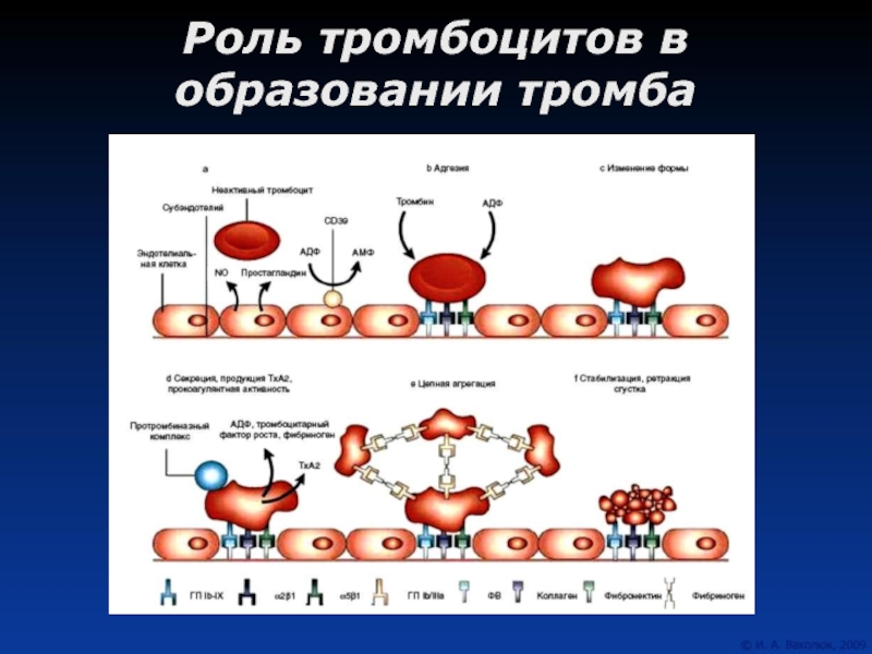 Активация тромбоцитов схема