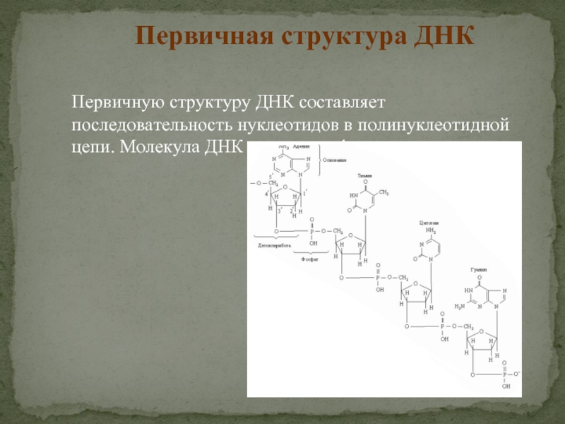 Схема первичной структуры днк