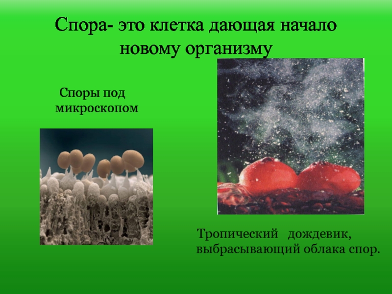 Спора это. Спора клетки. Какие клетки дают начало новому организму?. Споры клетки чего. Облако спор.