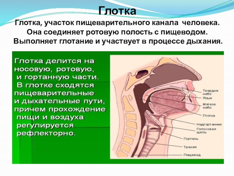 Глотка 4 буквы. Органы пищеварительной системы ротовая полость. Пищеварительная система человека анатомия глотка. Пищеварительная система анатомия полость рта. Анатомия дыхательных путей пищеваритель.