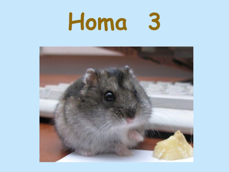 Homa 3