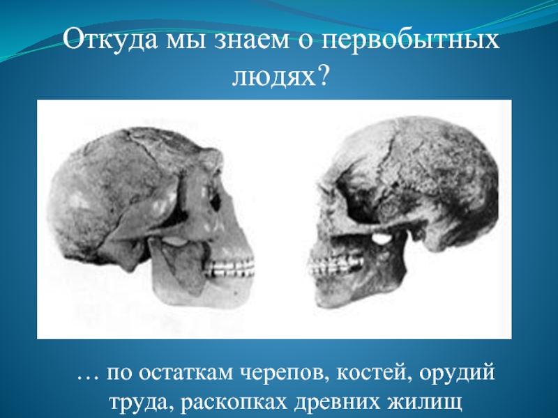 Откуда мы знаем о первобытных людях?… по остаткам черепов, костей, орудий труда, раскопках древних жилищ