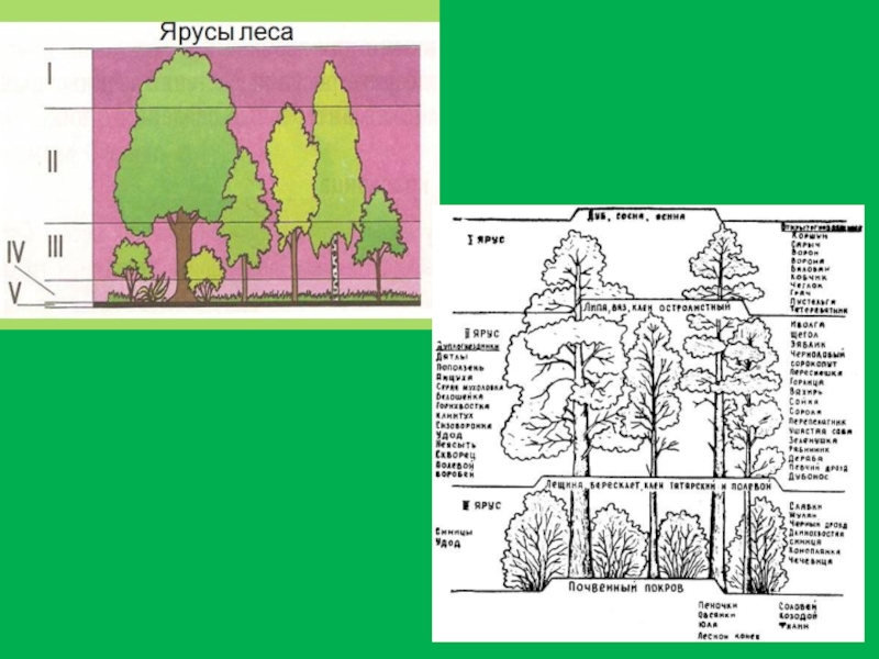 Ярусы леса схема