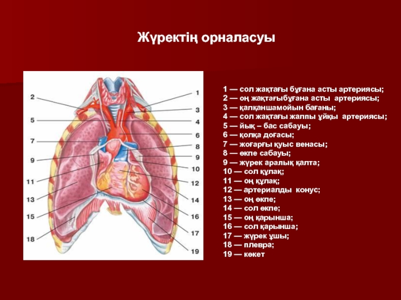 Жүрек құрылысы презентация