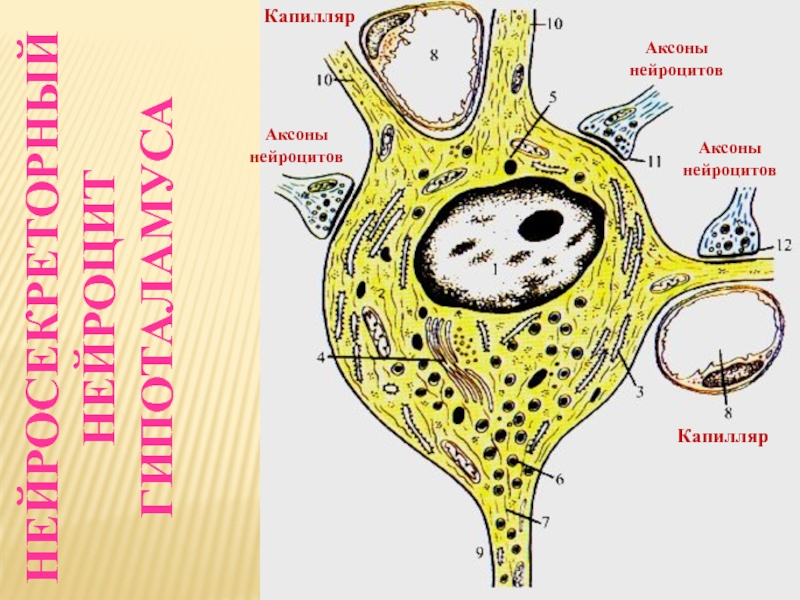 Нейроцит. Нейроцит строение. Схема строения нейроцита. Нейроцит рисунок. Нейроцит схема.