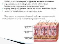 Кожа – уникальный орган, её функции чрезвычайно важны:
передача сенсорной