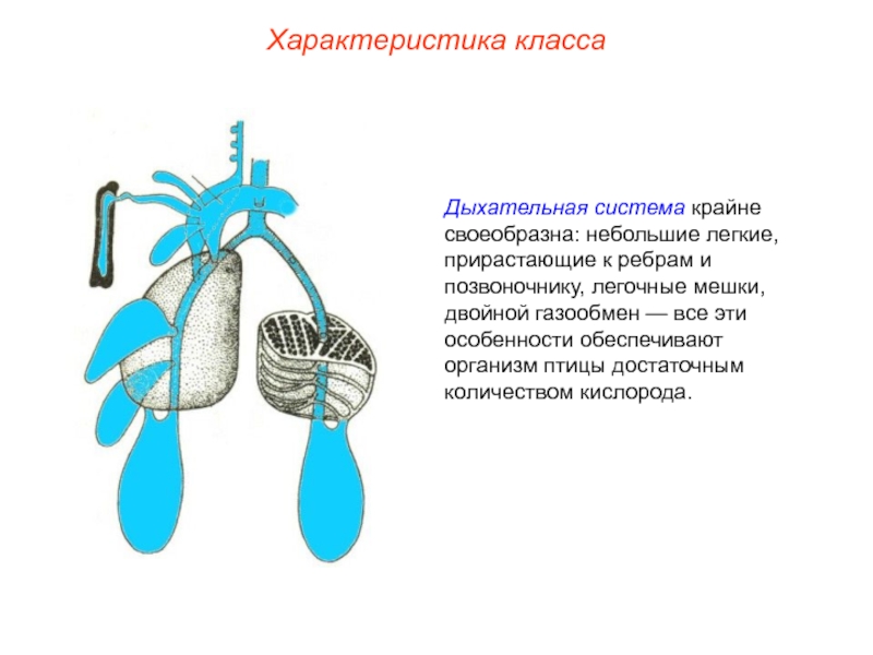 Схема легких птиц