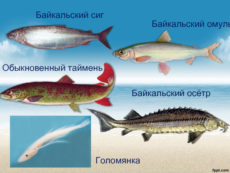 Какая рыба водится в озере байкал фото и названия