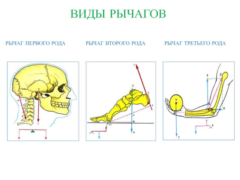 Перемещающие движения в биомеханике презентация