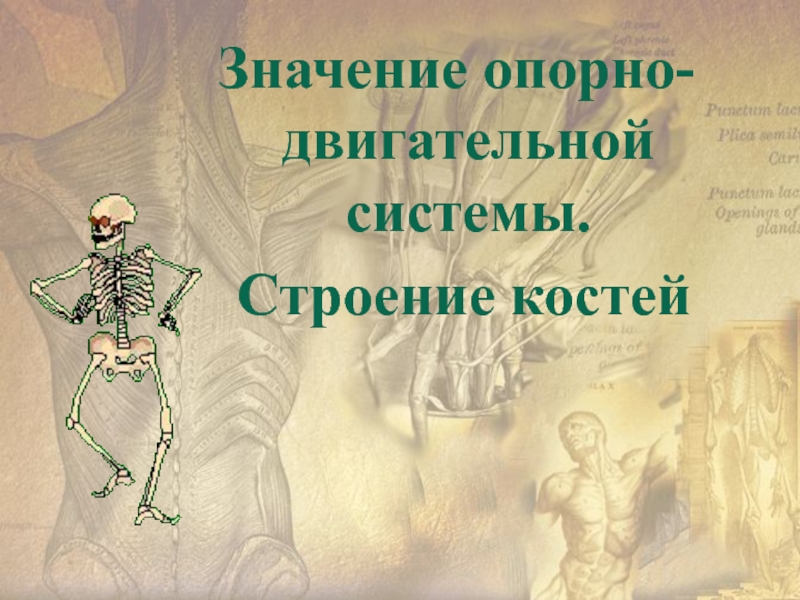 Презентация к уроку по биологии Значение опорно-двигательной системы. Строение костей.